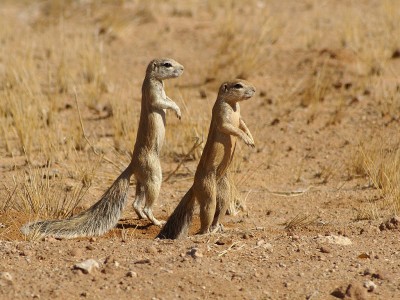 1024px-Xerus_inauris.jpg